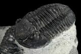 Two Detailed Gerastos Trilobite Fossils - Morocco #119013-9